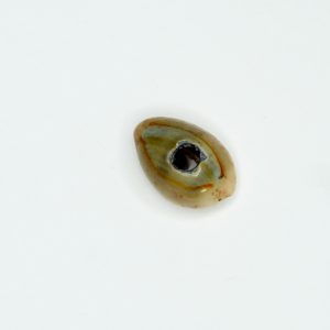hand picked real cowrie shells