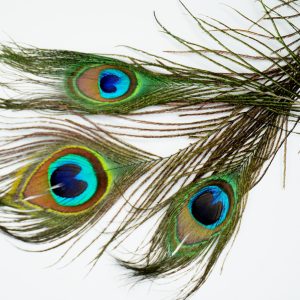 Peacock feathers set of 5